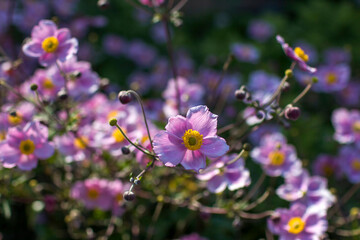 anemone flowers in the garden - close up