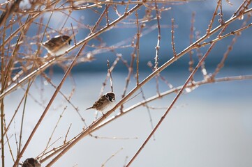 In the serene embrace of Herastrau Lake, playful birds perch on bare branches, enjoying a warm spring day in King Michael I Park, showcasing Bucharest's urban wildlife charm