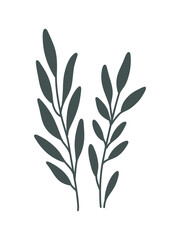 nature plant branches isolated