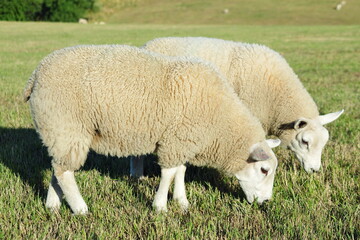 White woolly sheep grazing in a green farmland field
