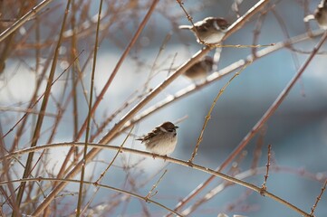 Delicate branches sway gently by Herastrau Lake as small birds enjoy the warm spring air in King Michael I Park, bringing life and joy to the serene environment of Bucharest