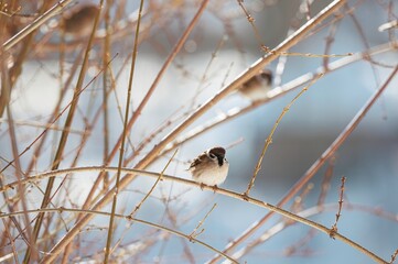 A charming glimpse of small birds perched on slender branches near Herastrau Lake as spring awakens in King Michael I Park. This hidden gem of urban wildlife invites birdwatchers
