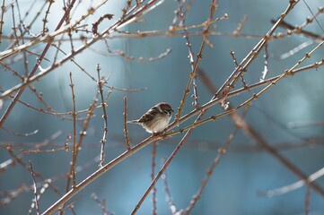 A small bird sits gracefully on a bare branch in Herastrau Park, exemplifying the charm of urban wildlife. The tranquil atmosphere invites birdwatchers to embrace nature in the city