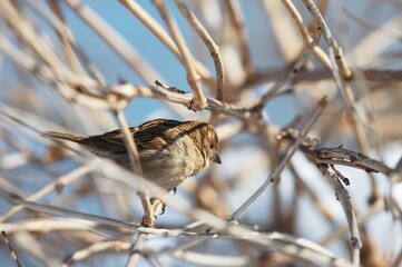 Observing a small bird perched on branches, surrounded by the tranquility of nature at Herastrau Lake in King Michael I Park, Bucharest. The park offers a serene escape for birdwatchers