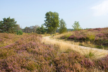 Obraz premium Heathland in National Park Maasduinen in the Netherlands