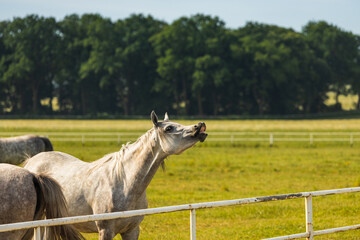 Horses standing peacefully in the paddock at Michałów stud. Majestic Arabian beauties graze on lush green grass, bathed in warm sunlight, creating a serene and picturesque rural scene of elegance and 