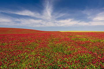 Red clover blooming in a field, bathed in warm sunlight. Delicate purple-pink flowers contrast with lush green leaves, creating a picturesque rural scene full of summer charm and natural beauty.