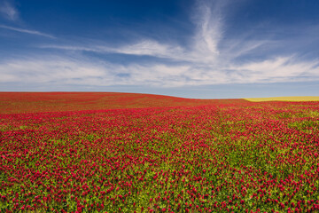 Obraz premium Red clover blooming in a field, bathed in warm sunlight. Delicate purple-pink flowers contrast with lush green leaves, creating a picturesque rural scene full of summer charm and natural beauty.