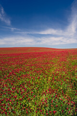 Red clover blooming in a field, bathed in warm sunlight. Delicate purple-pink flowers contrast with lush green leaves, creating a picturesque rural scene full of summer charm and natural beauty.