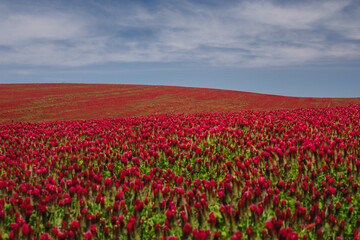 Red clover blooming in a field, bathed in warm sunlight. Delicate purple-pink flowers contrast with lush green leaves, creating a picturesque rural scene full of summer charm and natural beauty.