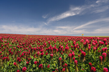 Red clover blooming in a field, bathed in warm sunlight. Delicate purple-pink flowers contrast with lush green leaves, creating a picturesque rural scene full of summer charm and natural beauty.