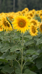 Obraz premium Sunflower close up, early morning in summer