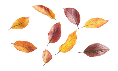 Obraz premium PNG Autumn leaf group leaves autumn leaves illustration.