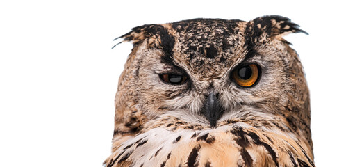 The horned owl with one open eye. Isolated on a white background.