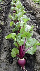 Vibrant Red Beetroot Growing in Garden Row