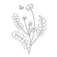レンゲソウとミツバチ　シンプルおしゃれな線画イラスト
