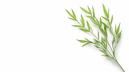 Naklejka premium Isolated Green Plant Branch On White Background Minimalist Design With Detailed Leaves
