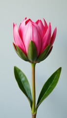 Single pink king protea bloom, light grey backdrop, floral, isolated, studio shot