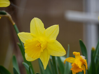 Beautiful Daffodils in the garden in spring. Vibrant yellow flowers. Easter times. Buttercups.