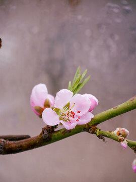 Pink peach blossoms. The first to bloom in spring. Beautiful floral spring background. Close-up.