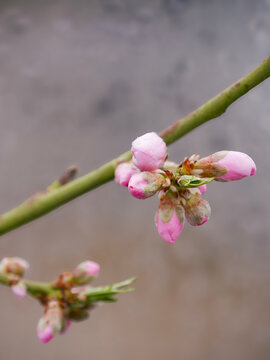 Pink peach blossoms. The first to bloom in spring. Beautiful floral spring background. Close-up.