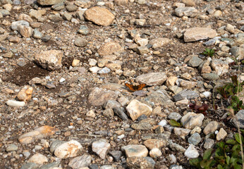 Butterfly on rocks on a road near Donnelly Dome on a spring day in Alaska.