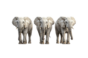 Three Majestic African Elephants in a Row, Isolated on Transparent background