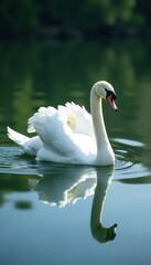Obraz premium Elegant white swan gliding on calm lake, perfect reflection , surface, swan lake