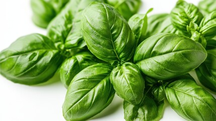 Fototapeta premium A close-up of fresh basil leaves on a white background