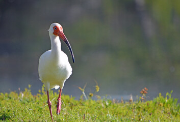 White Ibis Bird standing in the marshy grass, facing forward, next to Lake Lotus, mid morning, on a sunny day in Altamonte Springs, Florida