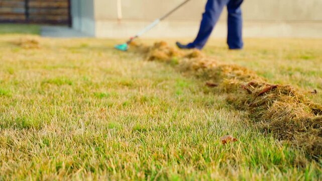 Lawn care basics for a healthy green yard with a focus on dethatching and maintenance