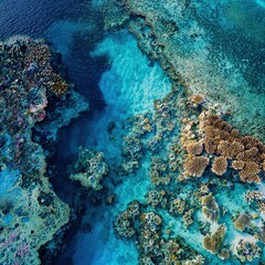Obraz premium Aerial view of vibrant coral reef in turquoise waters with diverse marine life