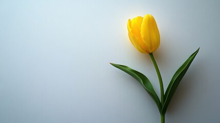 A single yellow tulip flower on a white surface