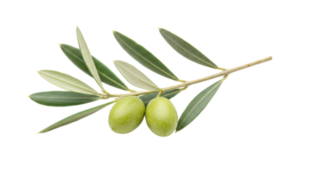 Isolated Pair of Green Olives on Branch