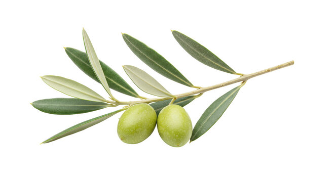 Isolated Pair of Green Olives on Branch