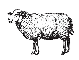 standing sheep in sketch style. Wool, lamb symbol. Farm animal vintage vector illustration