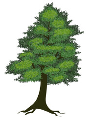 Fototapeta premium Green tree