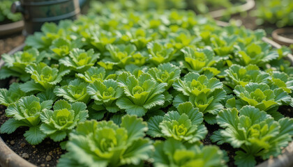 Fototapeta premium Lush green lettuce plants grow in neat rows, showcasing their vibrant leaves and healthy appearance. garden setting evokes sense of freshness and vitality, perfect for healthy eating