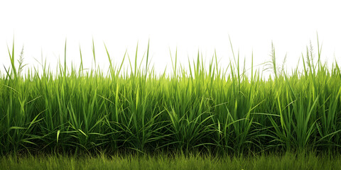 Fototapeta premium Fresh green grass isolated on a white background