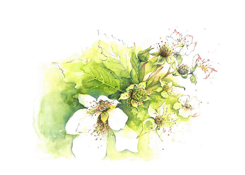 Aquarell Brombeerbl&uuml;ten