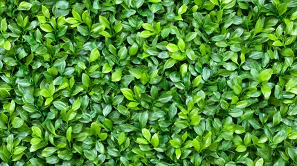 Obraz premium Lush Green Leaf Wall Texture Background Seamless Pattern