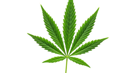 Isolated Marijuana Leaf
