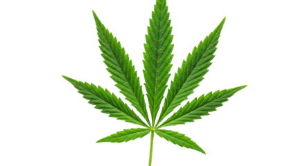 Isolated Marijuana Leaf