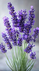 Obraz premium Elegant purple lavender flowers bouquet on soft neutral background