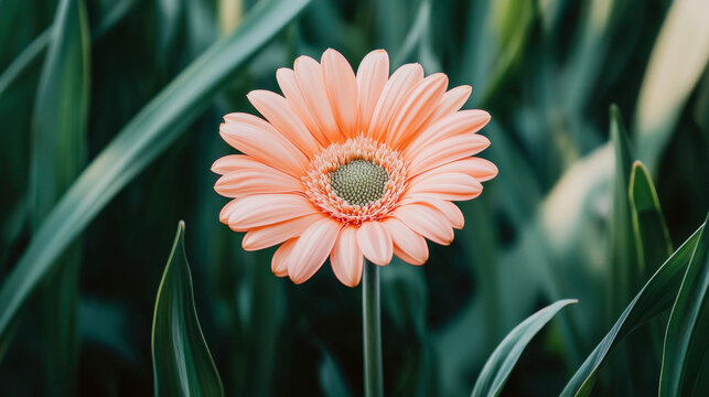 Vibrant single flower blooming in nature's embrace. celebrating earth's beauty, growth, and renewal. concept of earth day, floral elegance, nature's splendor, environmental awareness - Powered by Adobe