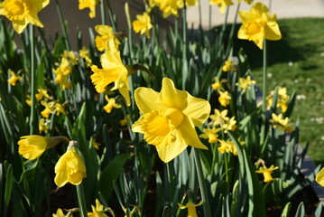 Narcissus pseudonarcissus au printemps au jardin