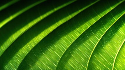 Close-up View of Lush Tropical Leaf Veins