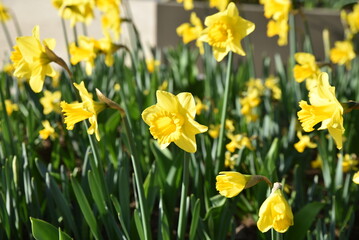 Fototapeta premium Narcissus pseudonarcissus au printemps au jardin