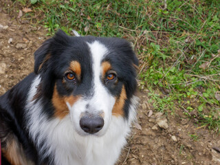 portrait of Australian Shepherd