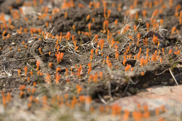 Caterpillar fungus in Alaska
